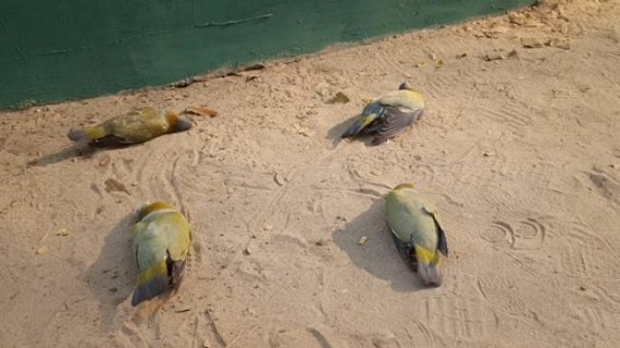 Migratory Birds found dead in Udaipur Migratory Birds found dead in Udaipur